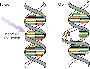 DNA紫外线突变