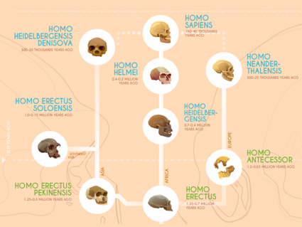 人类演变：早期的hominids [infographic]的时间表