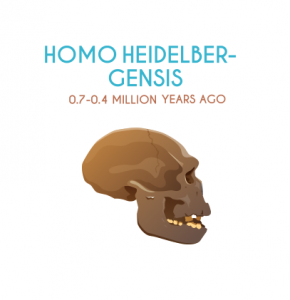 人类Heidelber-Gensis