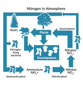 氮循环