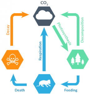 短期内碳循环