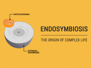 endosymbiosis.