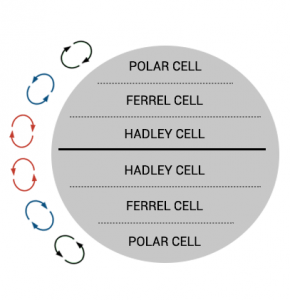 哈德利·法瑞尔极地细胞