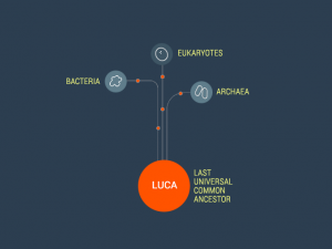 Luca上次普遍共同的祖先
