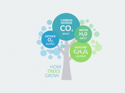 树木如何从二氧化碳和水中生长