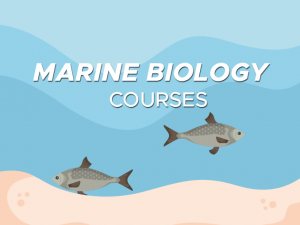海洋生物学课程